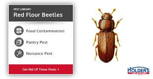 These are usually found in grain products. Flour Beetle Types Facts And How To Identify Flour Beetle Control Holder S Pest Solutions