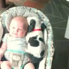 Pin By Azime Bahar On Video Dog Friend Video In 2020 Cute Funny Animals Really Cute Puppies Happy Animals