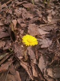If you live in a warm area and are looking for an easy to grow flower that blooms all year long, this is your choice. Nature Plant Wood Flower Spring The First Flowers Flowering Plant Yellow Piqsels