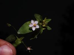 Image result for Anagallis pumila