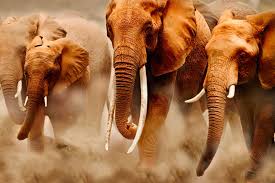 They are coloured grey/brown with a sparse covering of hair. Factsheet African Elephant Wwf