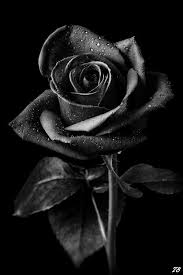 Pin By Dana Seymour On Roses Black Roses Wallpaper Black Rose Flower Black And White Roses