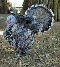 The Truth About Raising Turkeys A Farm Girl In The Making Raising Turkeys Pet Turkey Turkey Farm