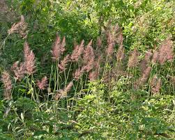 Image result for Melinis minutiflora