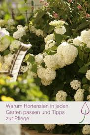 Hortensien Pflanzen Und Pflegen Garten Pflanzen Hortensien Garten Garten