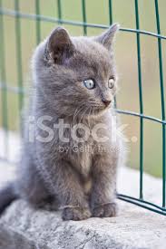 Siamese cat with blue eyes looks right. Gray Cat With Blue Eyes Stock Photos Freeimages Com