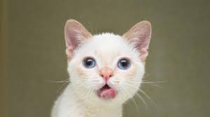 La forza di Eddie, il gatto con l'ipoplasia cerebellare che sopravvive  contro ogni aspettativa