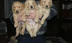 Golden retrievers are gentle with children, make great family pets and are easy to train. Golden Retriever Puppies Price Male 400 For Sale In Stockholm Maine Stuffinus