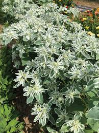 Image result for Euphorbia kilwana