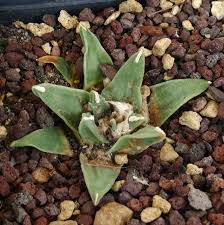 Image result for Cyperus pectinatus