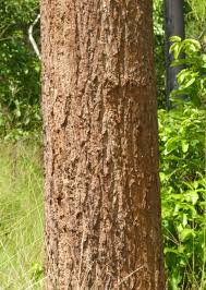 Image result for Erythrina sacleuxii