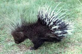 Out of all porcupine species, only one (philippine porcupine) is listed as vulnerable. Porcupine Rodent Africa