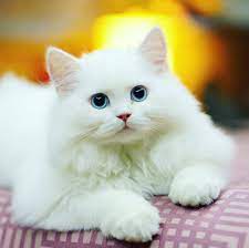from catloversclub ig cat cats kitten kitty meow hayvan mizahi evcil hayvanlar guzel kediler