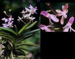 Image result for Cardiochilos