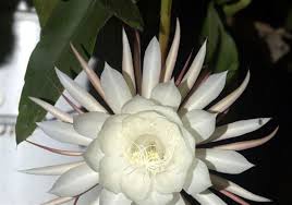 Maybe you would like to learn more about one of these? Ugly Plant Blooms With Beautiful Flowers The Blade
