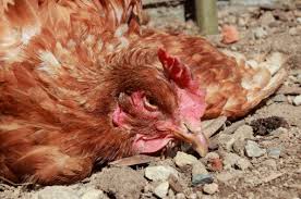 H5n1 is the most common form of. China Death Toll Up In Bird Flu Outbreak