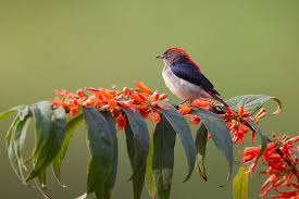 Birds and flowers categories : Small Brown Bird Hd Wallpapers Free Download Wallpaperbetter
