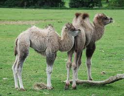 512 x 512 jpeg 50 кб. Baby Camels Born In England To First Time Father
