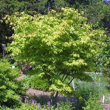 The osakazuki japanese maple, otherwise known as the acer palmatum 'osakazuki' or japanese maple 'osakazuki', acer palmatum (elegans group) 'osakazuki', acer palmatum (heptalobum group) 'osakazuki', acer palmatum 'taihai', is a rather well known shrub plant by gardening enthusiasts around the world. Japanischer Ahorn Acer Palmatum Osakazuki