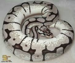 Axanthic Black And White Ball Python Pin By Christi Feery On Snakes Ball Python Pet Snake Ball Python Morphs