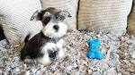 Miniature Schnauzer Puppies for Sale in Connecticut