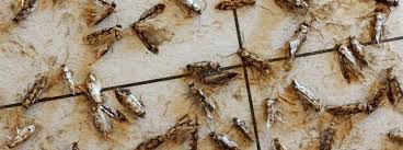 Motten Im Kleiderschrank So Wirst Du Sie Los Herold At