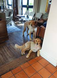 #11 of 26 hotels in carmel. Cypress Inn Pampering People And Pets In Carmel California