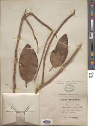 Image result for Phragmanthera usuiensis