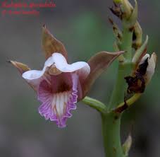 Image result for Eulophia sp. nov.