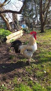 Herkules Herkules Huhner