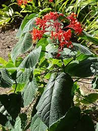 Image result for Clerodendrum tricholobum