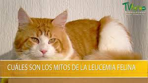 ¿qué es la leucemia felina? Cuales Son Los Mitos De La Leucemia Felina Tvagro Por Juan Gonzalo Angel Restrepo Youtube