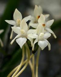 Image result for Rangaeris muscicola