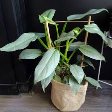Philodendron Hastatum Silver Sword 1 Live Plant By Terryshouseplants On Etsy Https Www Etsy Com Listing 717980921 Philodendro Plants Live Plants Philodendron