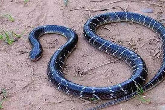কালাচ বা কমন ক্রেইট (Common krait) । এটি বাংলাদেশ তথা দক্ষিণ এশিয়ার এক মূর্তিমান আতঙ্কের নাম। হ্যাঁ সত্যিই বলছি, এর কাছে Russell's Viper, গোখরা সাপ ...