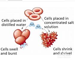 Cellular diffusion can be interesting, right? What Is The Importance Of Diffusion And Osmosis In Plants And Animals Quora