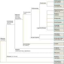 Features Used To Classify Animals Biology 2e