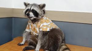 Make sure he gets proper nutrition. Pet Raccoon Shows Off His Super Cool Hawaiian Shirt