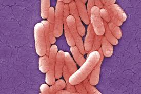A microbial biorealm page on the genus salmonella typhi. Pharmaceutical Journal Com Wp Content Uploads 2