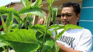 Tanaman insulin atau yakon ini. Daun Insulin Obat Herbal Diabetes Tapi Jangan Konsumsi Berlebihan Ini Akibatnya Gaya Tempo Co