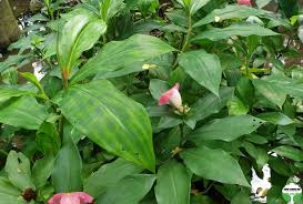 Image result for Costus phyllocephalus
