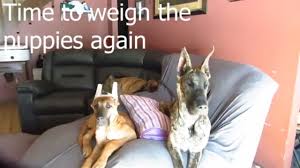 Danes.danes.danes.if it was a boy i would name him harvey (you get it. Weighing A 3 Month Old 6 Month Old Great Dane Puppies Youtube