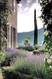 White Roses Lavender And Cypress Provence France Planter De La Lavande Jardin Mediterraneen Et Idees Jardin