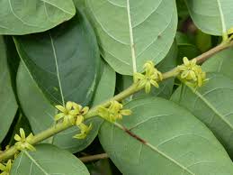 Image result for Phyllanthus engleri