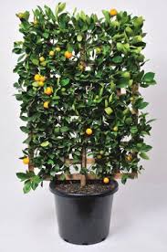 Apples and pears are the easiest to espalier, but almost any type of fruit tree can be trained to the espalier system. The Espalier Specialists Merrywood Plants Nurseries Ods Espalier Fruit Trees Fruit Trees Edible Garden