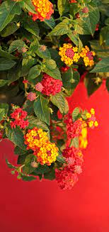 drought tolerant lantana heat plants flowers for hanging baskets above bed