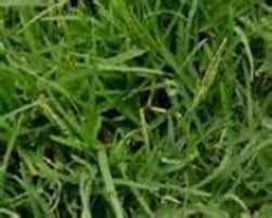 This is not only ugly, but it is absolutely horrible for your lawn. Common Bermudagrass Hulled Coated Johnston Seed Company