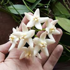 Image result for Hyparrhenia griffithii