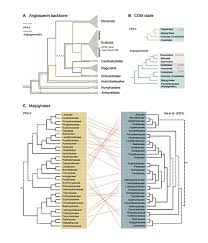 Image result for Huaceae