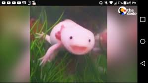 5.7m members in the minecraft community. What Color Axolotl Are You Quiz